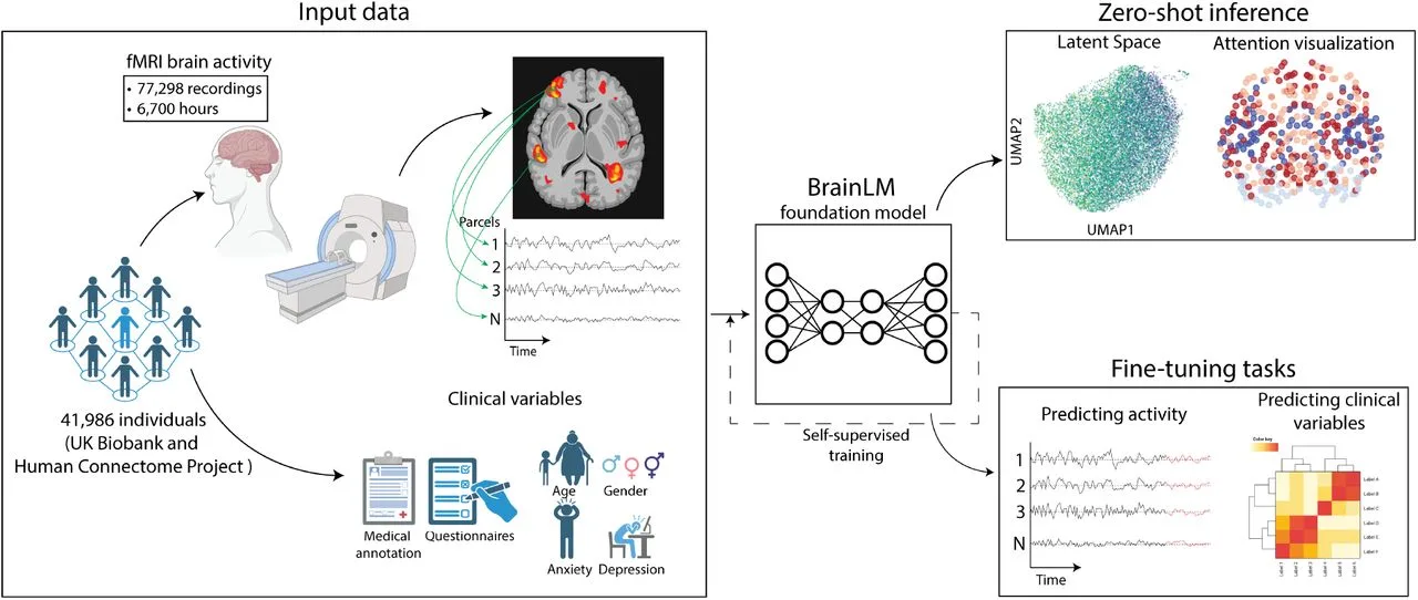 BrainLM overview: fMRI recordings from 41,986 individuals train a foundation model used for zero-shot inference and fine-tuning tasks.