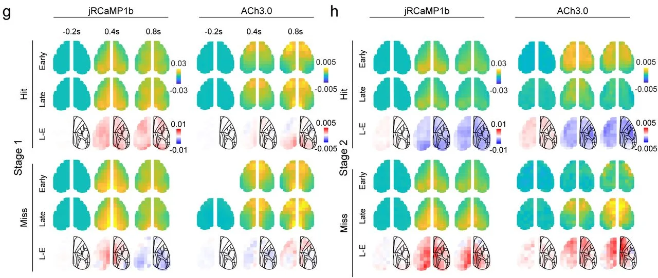Cortex-wide calcium (jRCaMP1b) and acetylcholine (ACh3.0) maps for hit and miss trials early and late in learning.