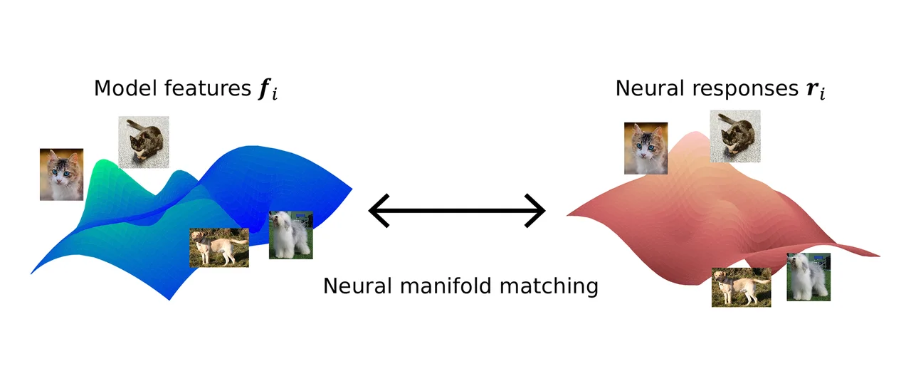 Neural manifold matching between model features and neural responses to natural images.
