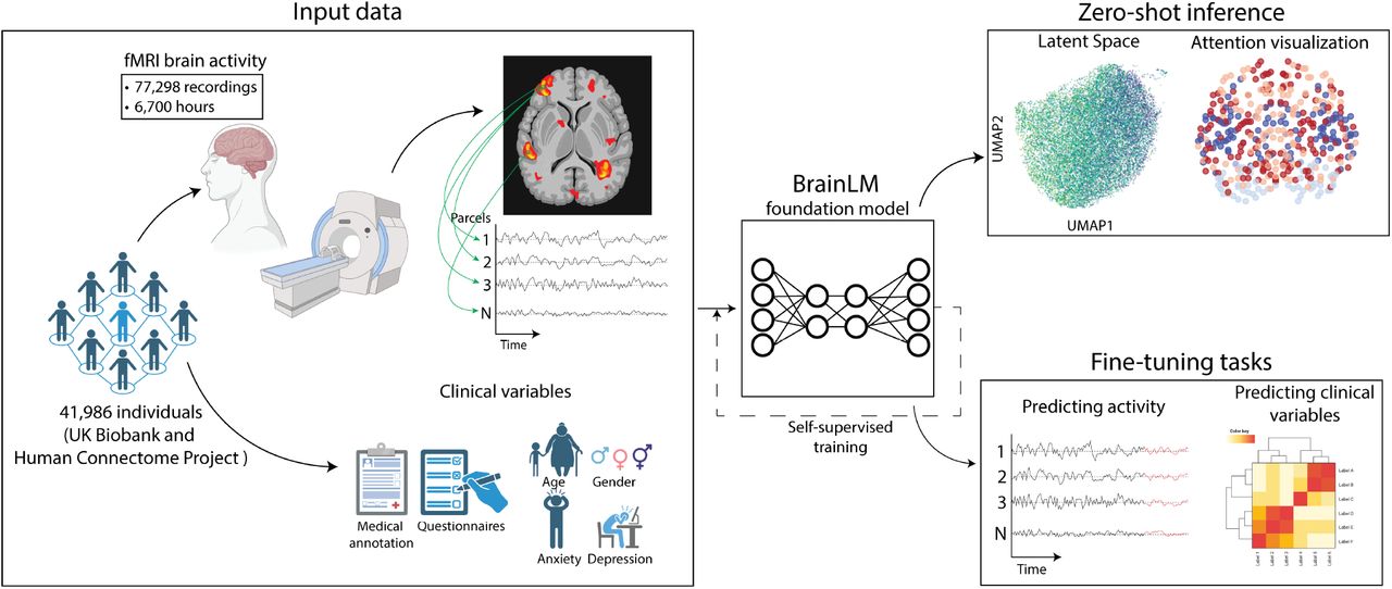 BrainLM: Foundation model for brain activity