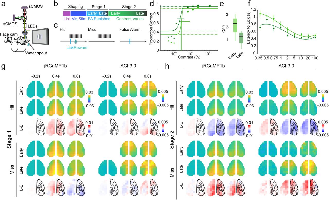 Cortical cholinergic signaling during learning