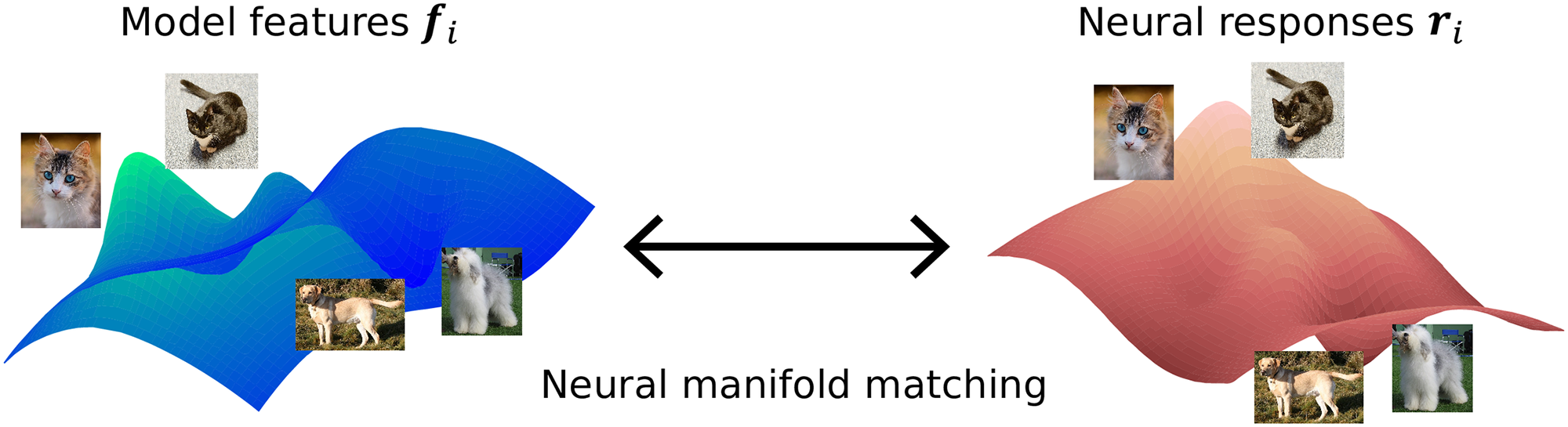 Robust models rely on low frequency information