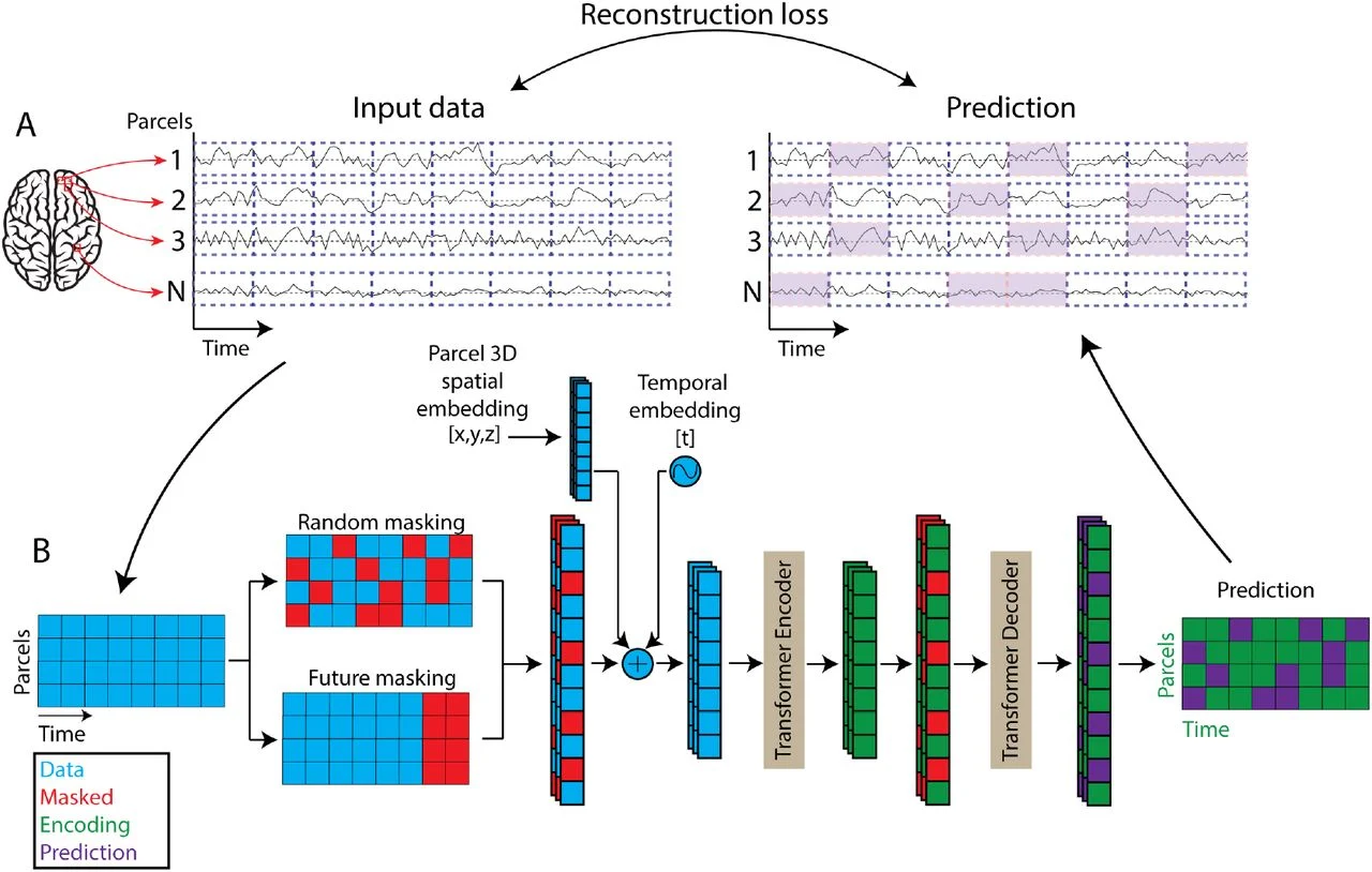 BrainLM architecture: parcel time series are patched, randomly or future masked, combined with parcel 3D spatial and temporal embeddings, encoded by a Transformer encoder, and decoded by a Transformer decoder into predictions for the masked patches.