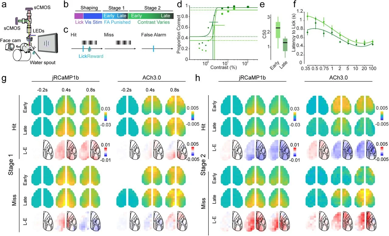 Dual-color mesoscopic imaging setup, task stages, trial outcomes, behavioral performance across learning, and cortex-wide jRCaMP1b calcium and ACh3.0 acetylcholine maps for hit and miss trials early and late in learning.